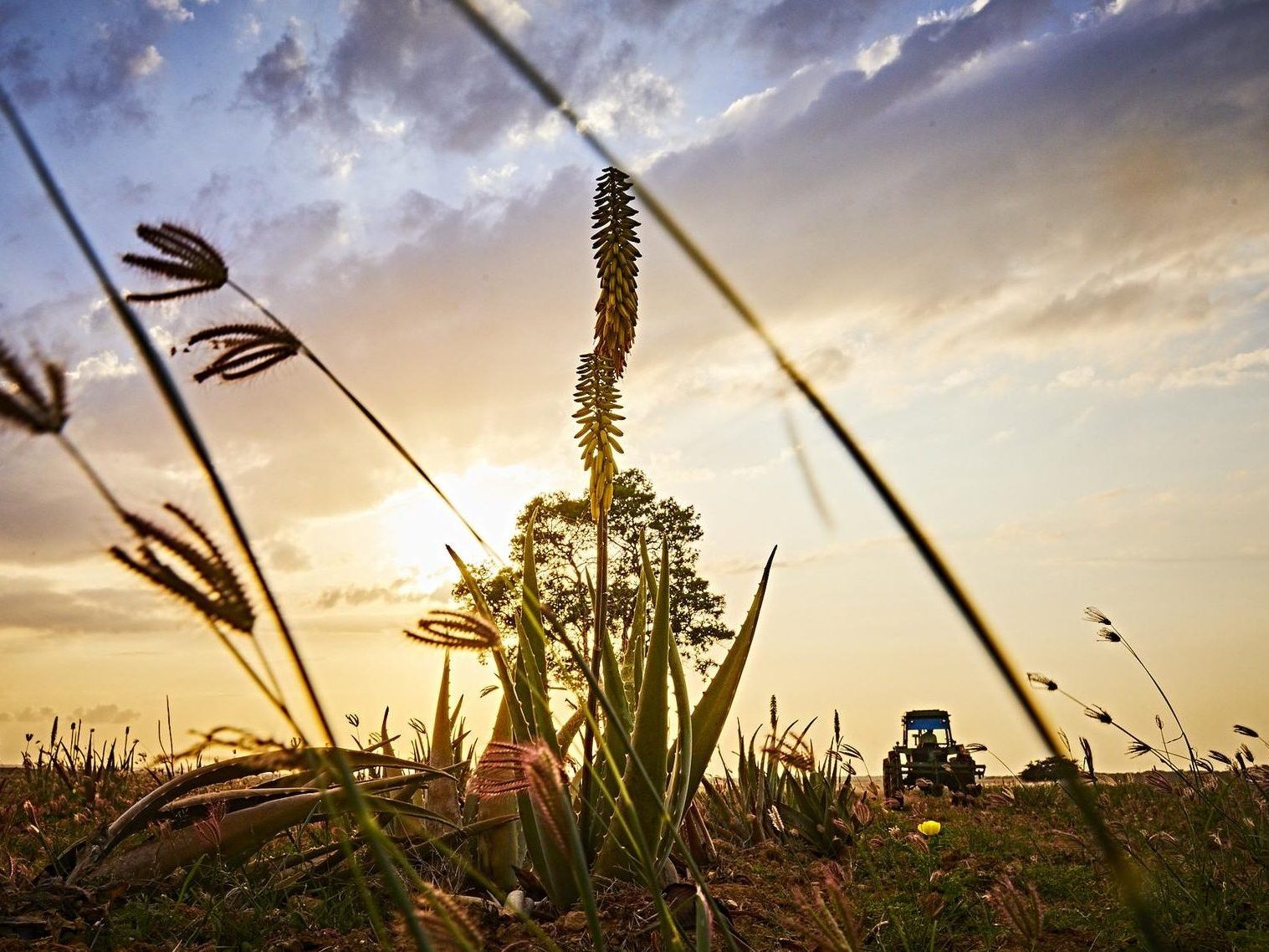 Forever Living – proces i jakość